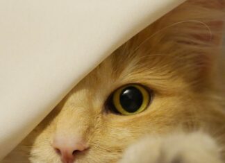 Cómo elegir un collar para gatos