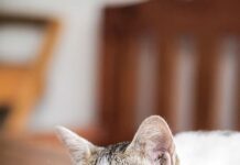 Que hago en las vacaciones con mi gato