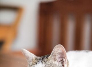 Que hago en las vacaciones con mi gato