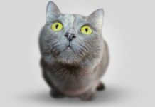 El celo de los gatos 3