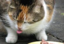 Cómo hacer que un gato coma sano