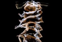 Porque los gatos caen de pie