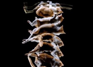 Porque los gatos caen de pie