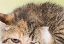 Los ácaros en los gatos 2