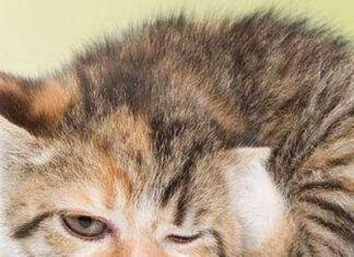 Los ácaros en los gatos 2