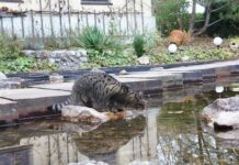 Por qué los gatos odian el agua