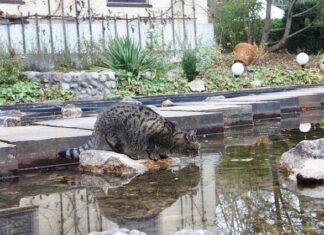 Por qué los gatos odian el agua