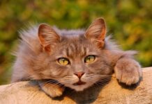 Lenguaje de los gatos