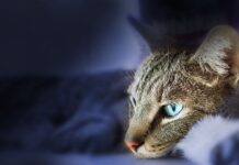 Cómo controlar la agresividad de un gato