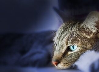 Cómo controlar la agresividad de un gato