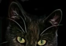 Cómo hacer que los gatos no orinen en las alfombras