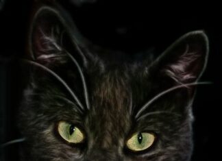 Cómo hacer que los gatos no orinen en las alfombras