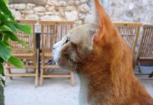 Como curar una infección de orinan de los gatos