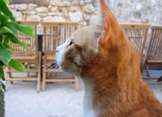 Como curar una infección de orinan de los gatos