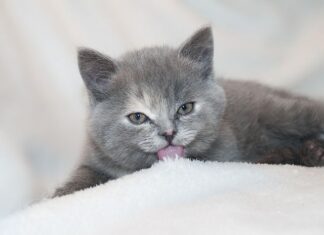 Señales de que una gata dará a luz en breve