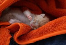 Razones por la que una gata puede dejar de alimentar a sus cachorros