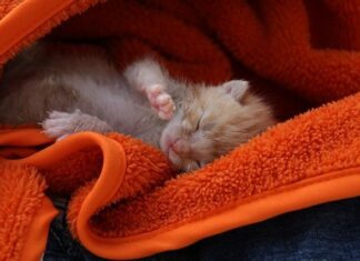 Razones por la que una gata puede dejar de alimentar a sus cachorros