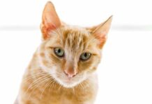 Los gatos con leucemia