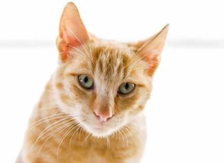 Los gatos con leucemia