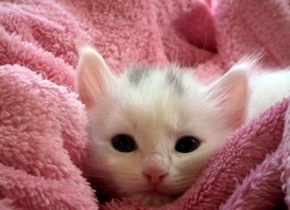 Embarazo y nacimiento de nuevos gatitos