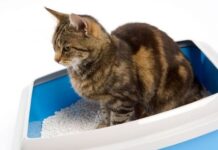 Consejos para Controlar el Olor de la Arena de tu Gato evitar olor en arena de gatos