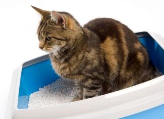 Consejos para Controlar el Olor de la Arena de tu Gato evitar olor en arena de gatos