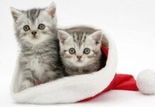 Fotos De GATITOS NAVIDEÑOS