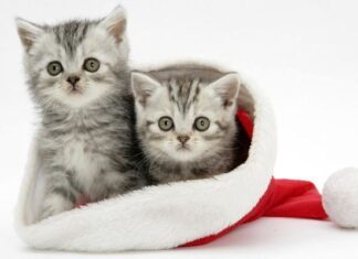 Fotos De GATITOS NAVIDEÑOS