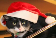 Alimentación Navideña de Tu Gato