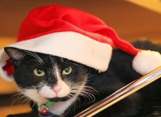 Alimentación Navideña de Tu Gato