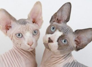 Conociendo A La Raza ESFINGE