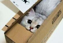 Los GATOS Y Los Espacios Reducidos ¿Se Llevan?