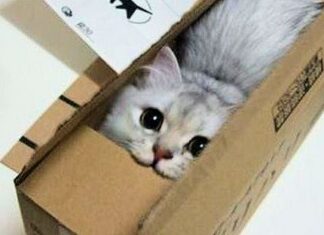 Los GATOS Y Los Espacios Reducidos ¿Se Llevan?