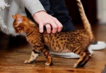 ¿Por qué Los GATOS Levantan La Cola Cuando Los ACARICIAN?