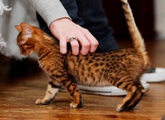 ¿Por qué Los GATOS Levantan La Cola Cuando Los ACARICIAN?