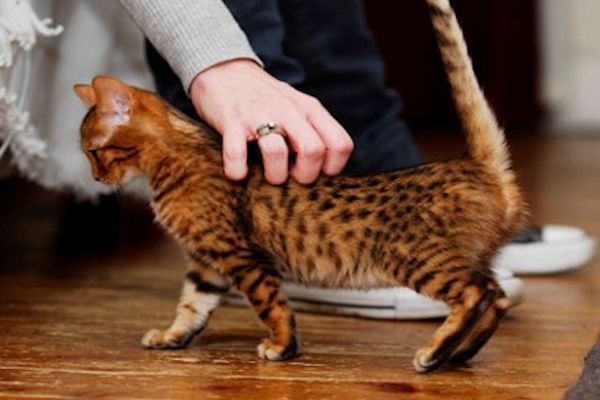 Por qué Los Gatos levantan La Cola Cuando Los Acarician
