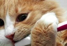 ¿Qué Dice La Dentadura De Tu GATO? (Parte II)