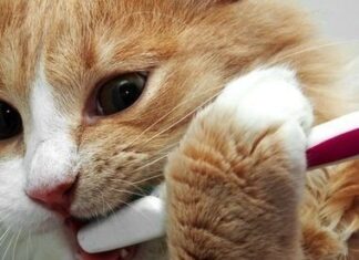 ¿Qué Dice La Dentadura De Tu GATO? (Parte II)
