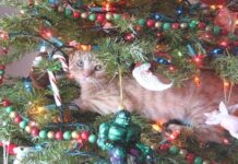 Tips Para Mantener A Tu Gato LEJOS Del ARBOL Navideño