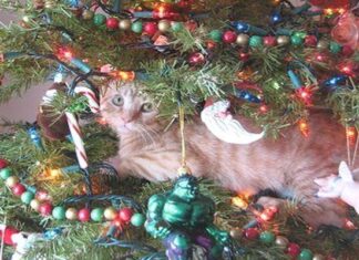 Tips Para Mantener A Tu Gato LEJOS Del ARBOL Navideño