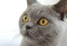 La peligrosa concentración de los gatos