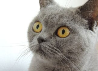 La peligrosa concentración de los gatos