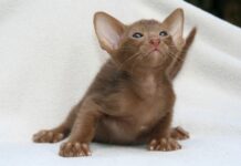 Fotos de gatitos en alta definición