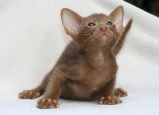 Fotos de gatitos en alta definición