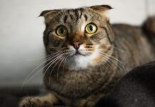 Que dice un gato al mover la cabeza