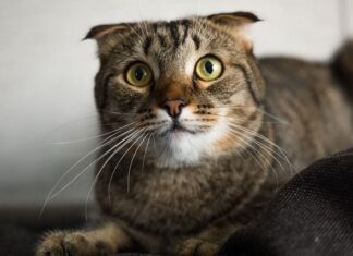 Que dice un gato al mover la cabeza