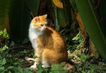 La sarna en los gatos ¿síntomas?