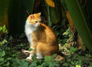 La sarna en los gatos ¿síntomas?