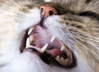 Qué Dice La dentadura De Tu GATO? (Parte I)