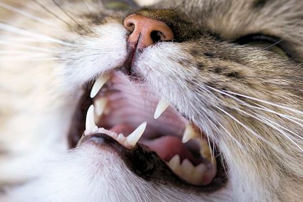 la boca del gato